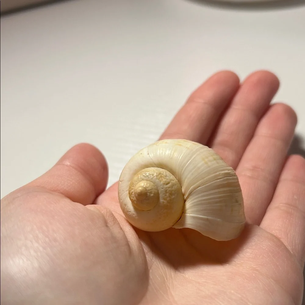 Natural Seashell Collection for Small Pets